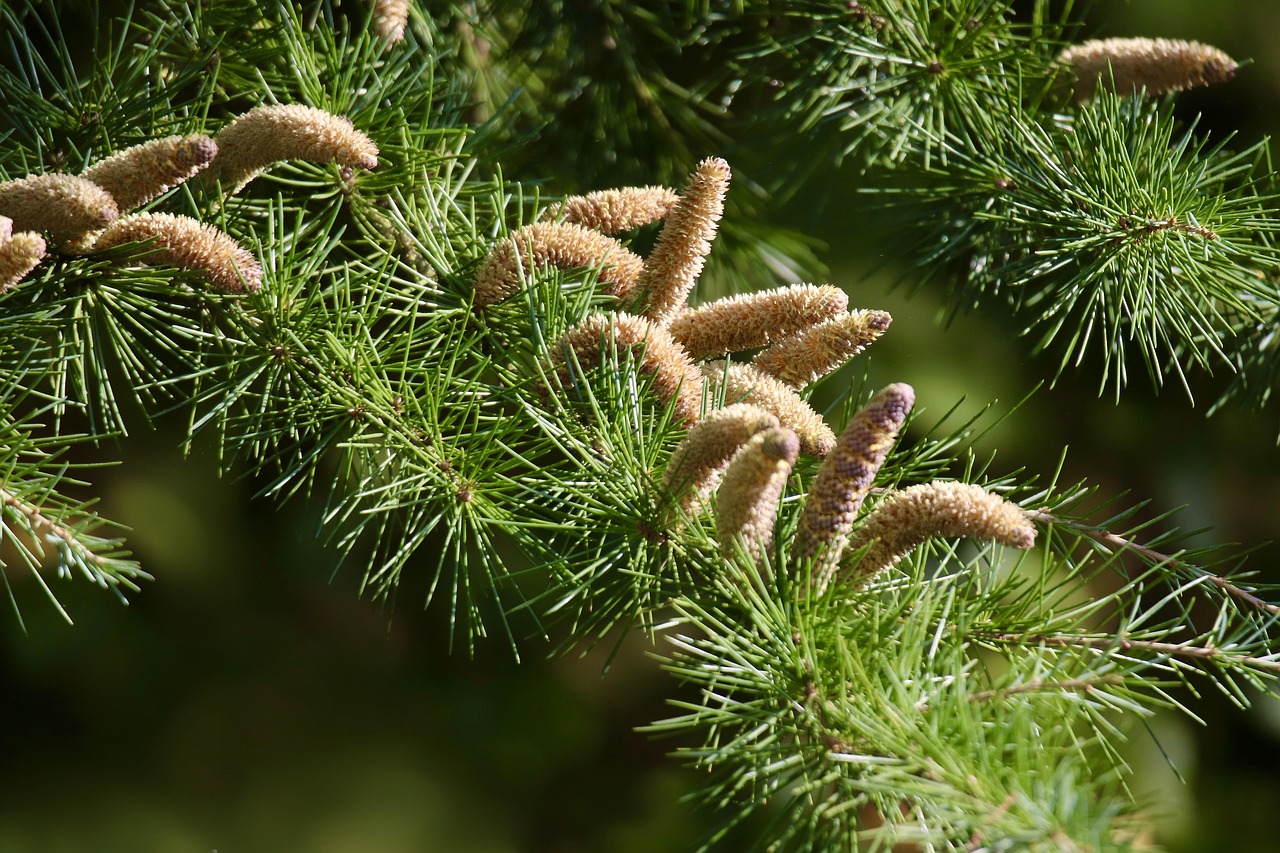 Eastern Red Cedar Care Tips for a Healthy Evergreen