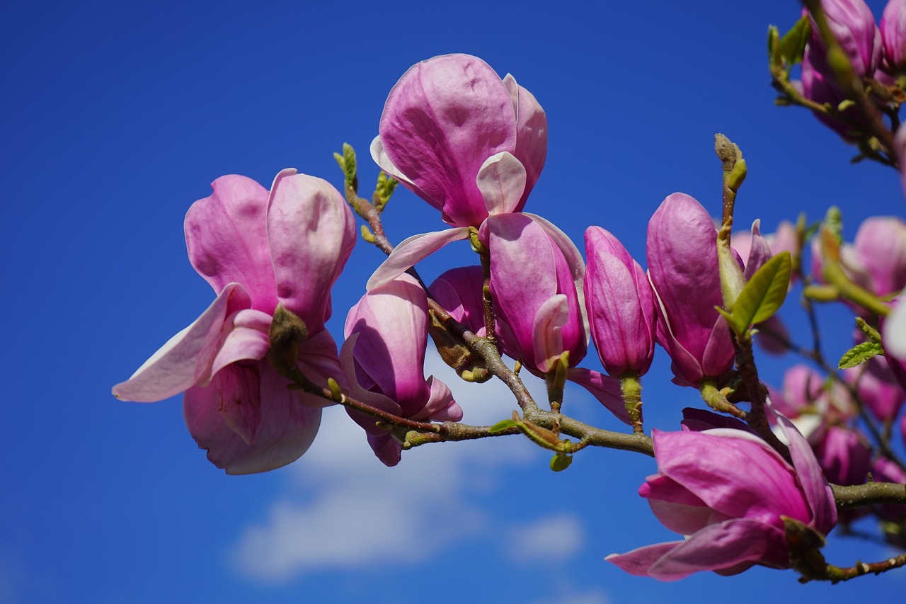 How to Collect and Plant Southern Magnolia Seed Pods