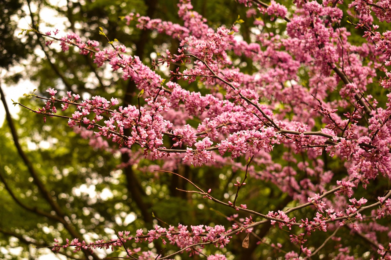 When to Prune Eastern Redbud Trees: Tips for New Gardeners