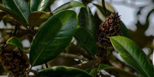 Magnolia Seeds for Planting