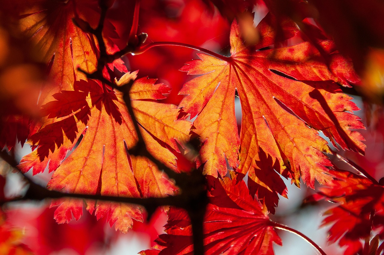 When to Trim a Red Maple Tree for Healthy Growth