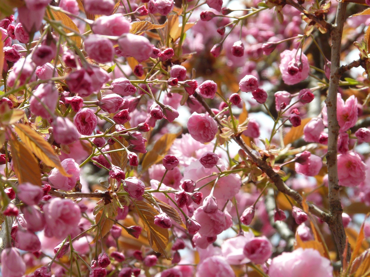 How to Grow and Care for a Black Cherry Seedling