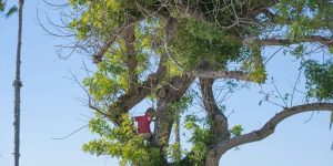 Post-Pruning Care
