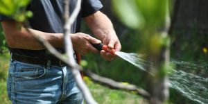 Best Practices for Healthy Red Maple Growth