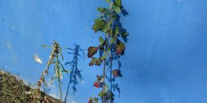 Site Selection & Planting Conditions for Young Black Cherry Seedlings 