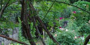 Protecting Seedlings 