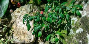 When Will My Black Cherry Seedling Bear Fruit? 