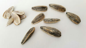 Growing loquat tree from seed step by step