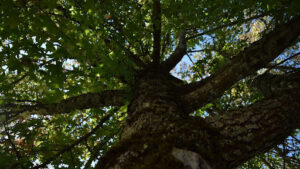 How to Grow Live Oak Trees Planting