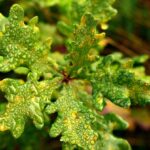 How to Grow Live Oak Trees