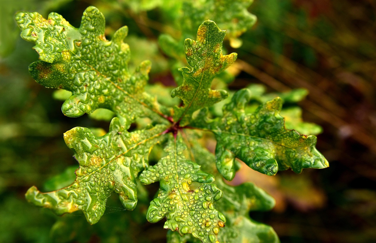 How to Grow Live Oak Trees: Planting & Care Tips
