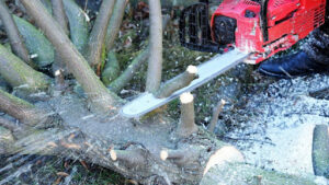 When Growing Live Oaks