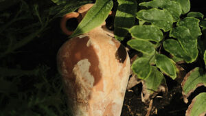 Tips for planting loquat seeds at home