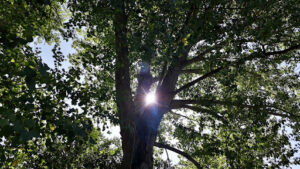 growing Live Oak trees in your yard