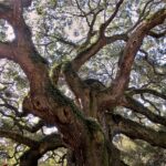 Best Time to Prune Live Oak Trees