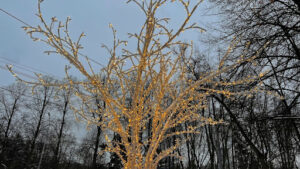 Best Time to Prune Live Oak Trees in Winter and Early Spring