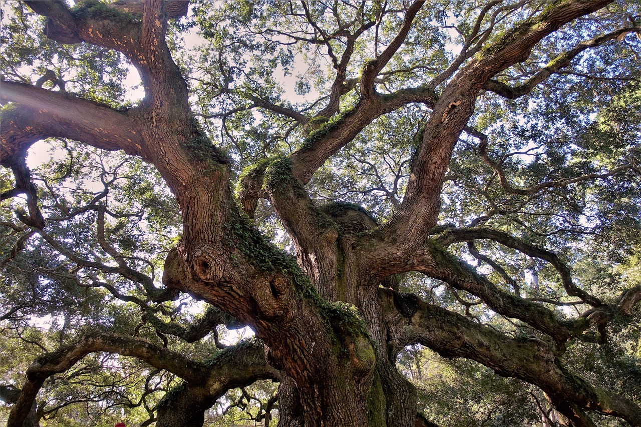 Best Time to Prune Live Oak Trees: Expert Guide