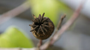 How to Identify Sweetgum Seed Pods in the Wild