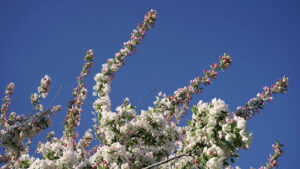 Introduction to Sweetgum Tree Flowers