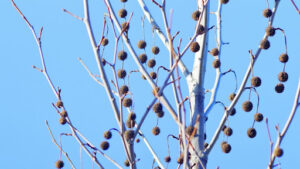 Lifecycle Timeline of Sweetgum Seed Pods