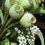 Sweetgum Tree Seed Pods