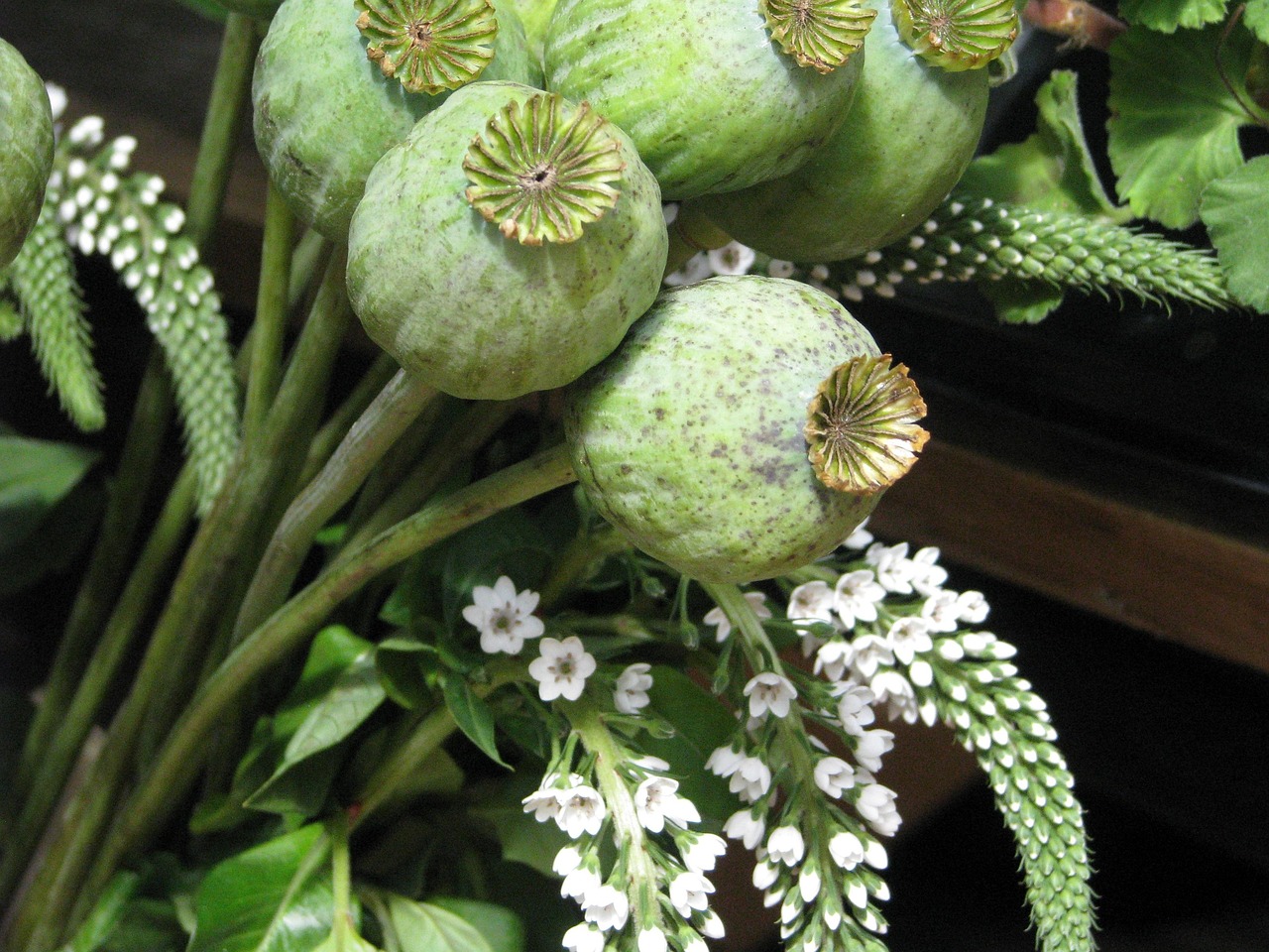 Sweetgum Tree Seed Pods: Facts, Uses, and Identification Guide