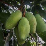 Best Mango Tree to Grow in Florida