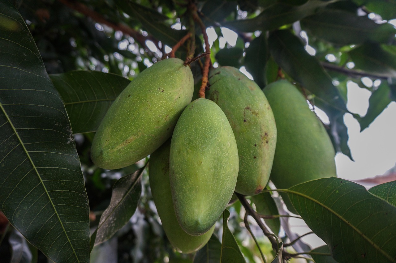 Best Mango Tree to Grow in Florida: Top Varieties for Gardeners
