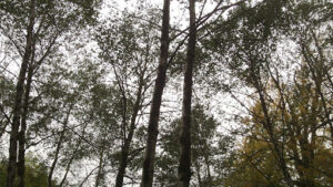 Cutting Overhanging Tree Branches in Florida