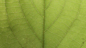 Florida Tree Identification by Leaf