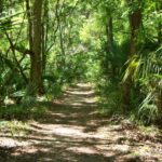 Florida Tree Identification by Leaf