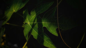 Florida Tree Identification by Leaf Insights