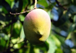 Mango Tree to Grow in Florida