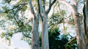 Marginal Rainbow Eucalyptus Tree Growing Zone