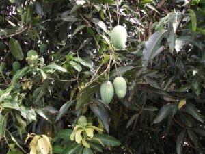 Multiple Best Mango Tree to Grow in Florida