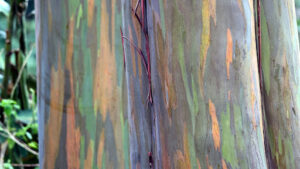 Rainbow Eucalyptus Tree