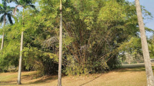 Who Is Responsible For Cutting Overhanging Tree Branches