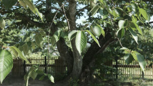 Fig Tree Growing Zone Tips & Care for Beginners