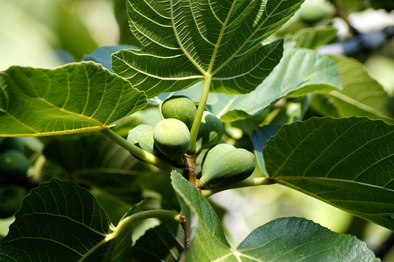 Fig Tree Growing Zone Tips