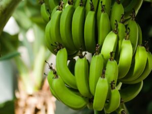How Many Times Does a Banana Tree Bear Fruit Increase