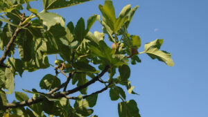 Protecting Your Fig Tree