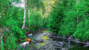 River Birch Tree Pros and Cons Growth Rate