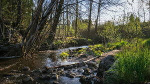 River Birch Tree Pros and Cons Root System