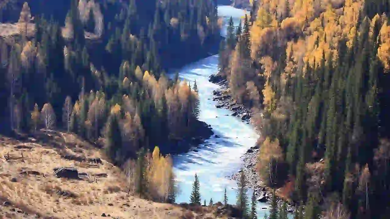 River Birch Tree Pros and Cons You Should Know Before Planting