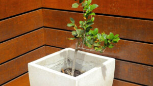 Seasonal Care Tips for Fig Trees