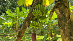 The Banana Tree Life Cycle and Fruit