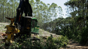 What happens if you cut down a tree without a permit in Florida