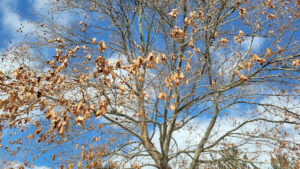 Bur oak vs white oak acorns comparison