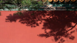 Bur oak vs white oak bark differences