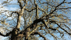 How fast does a Shumard Oak grow